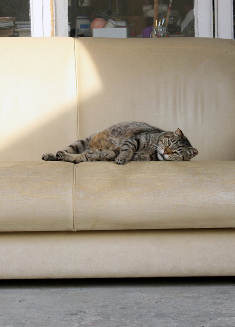 Guedes, once the resident cat of PANDO atelier. I cared for him deeply. Guedes, once the resident cat of PANDO atelier. I cared for him deeply.