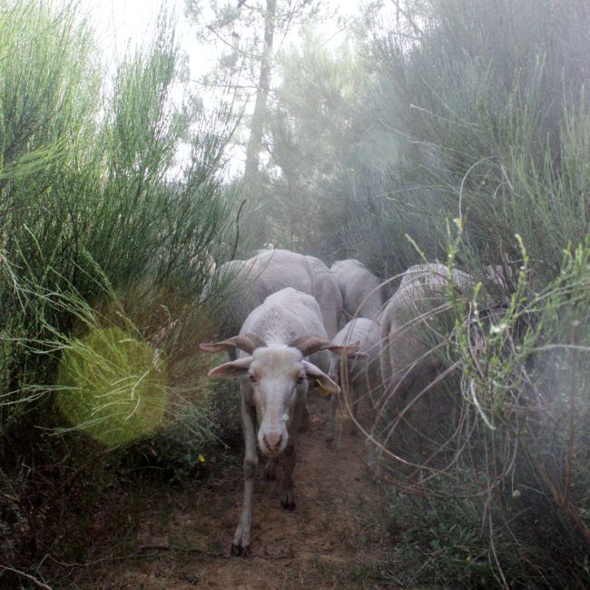 Sheep documented during the course of an artistic residency. Sheep documented during the course of an artistic residency.